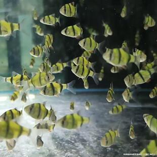 ��Ƥ�~�ɹ�G��Ƥ��Ƥ�G��Ƥ�Ꭷ�^�p�~��ˮС�ͻ��wȺ�Ή�����