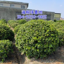 ���Թ�����С�~��ͩ���ļ�����ͩ��ɽ�\�����㌚����ɽ��������