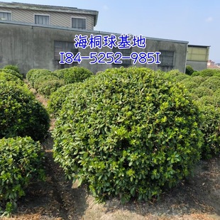 ���Թ�����С�~��ͩ���ļ�����ͩ��ɽ�\�����㌚����ɽ��������