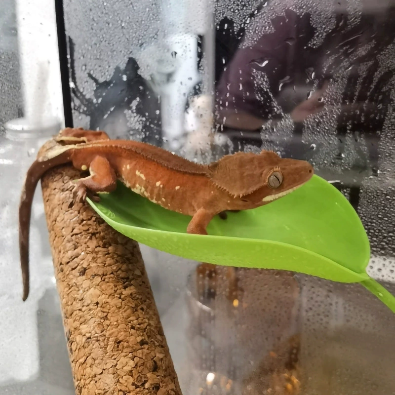 Рептилия лазит по листьям и деревьям