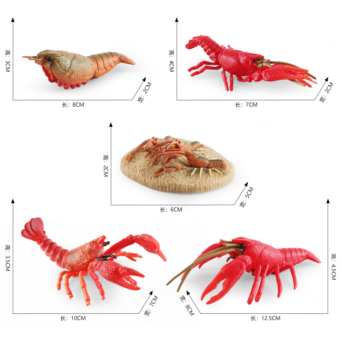 Transfronteriza Amazon simulación animal marino ciclo de crecimiento de cangrejos modelo proceso de crecimiento de cangrejos adornos estáticos