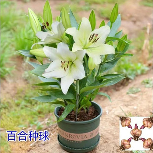 ����ˮ�ٺϻ��N�򡿎�ѿ�ٺϻ��N�Ӱٺϻ������Ի���������ˮ�ɻ�