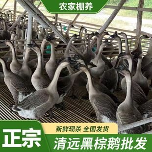 �V�|���h���Z�F���Ƶ���D��͏d���Zԭ���Ϻ������ÏVʽ�Z�⌣��