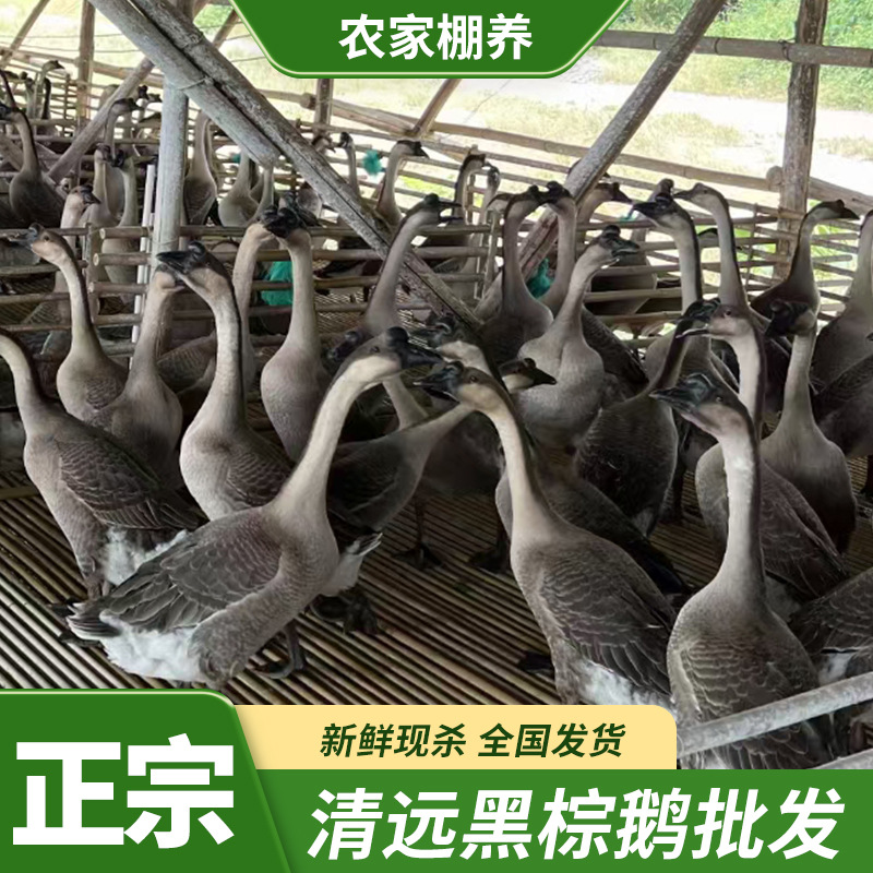 广东清远棕鹅棚鹅肉现杀酒席酒店烧腊茶餐厅烧鹅原材料白条黑棕