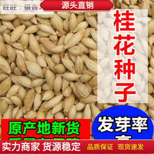 Newly Harvested Osmanthus Seeds, Four-Season Osmanthus, Golden Osmanthus, Agarwood, August Osmanthus Tree Seeds, Osmanthus Seeds, Four-Season Flower Seeds