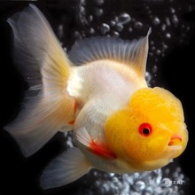 ����ȹ̩�{���~��ˮ�~��Ʒ���~�M���^�p�~���w����ˮ���B�ͻ���ؔ