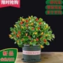 客厅盆栽绿萝多肉植物吊兰
