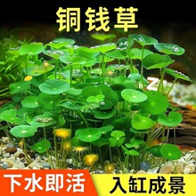 铜钱草种子招财水培植物办公室桌面盆栽金钱草水里的绿植增氧水草