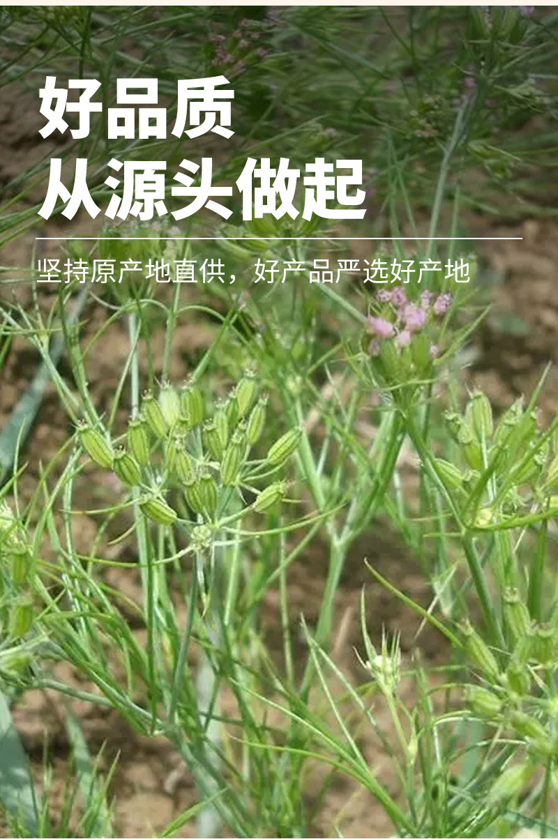 Cumin Seeds (Cuminum cyminum) — Dried Whole Spice for BBQ & Culinary Blends key features