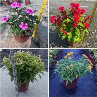 Four Seasons Autumn Begonia Changchun Flower Chicken Crown Flower Xiajin Shi Flower Pot Plant National Day Flower Base Wholesale