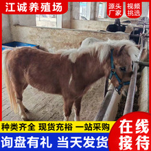 小矮马活体 动物园观赏成年矮脚马活体出售 国产能骑乘宠物迷你马