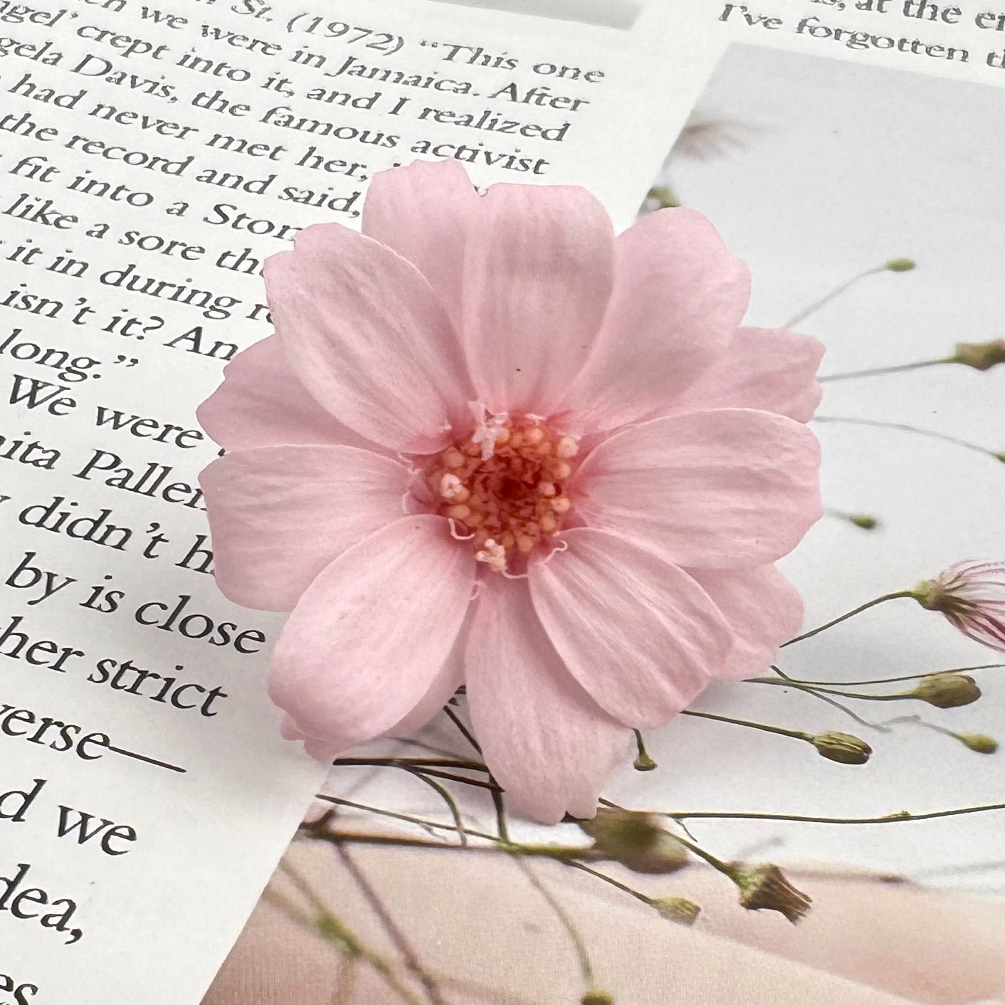 Flor eterna, zinnia, flor real, pequeño crisantemo salvaje, flor de ensueño 12/caja de flores