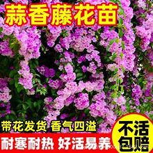 �����ٻ�������ֲ���ϻ��̨ͥԺ���⻨�����Դ����_��ֲ�������