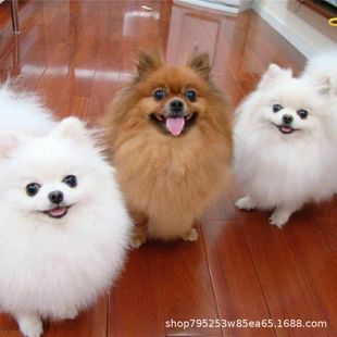 �pѪ�y������Ȯ���w���N�����豭ȮС��Ȯ���pȮ���ﹷ��H��ɫȮ