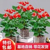 Red palm flower potted Palm Palm white palm flower indoor hydroponic cultivation four seasons flowers and plant green plants