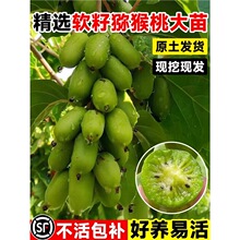 正宗猕猴桃树果苗软枣红心雌雄同株嫁接南北种植盆栽地栽当年结果
