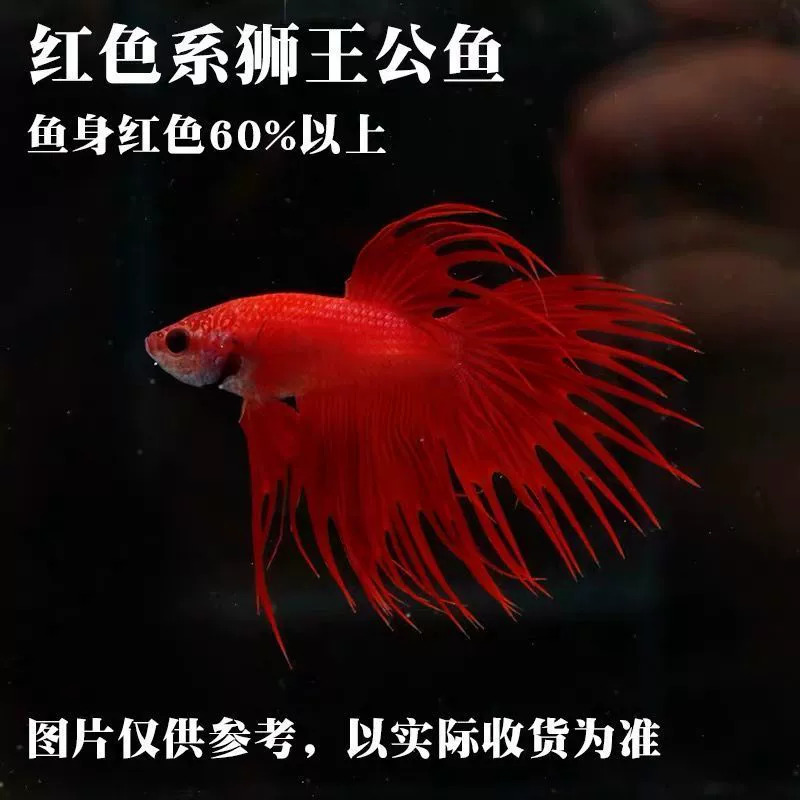 Таидоуй живые tropical ornamental fish Lion King Wedding fish Half Moon Male Fish Horsetail Night Market Stand Интернет-знаменитость оптом