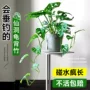 盆栽水培植物观叶龟背竹