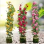 大花四季庭院植物花卉