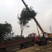 �Ә� �e�� �Ә��60����-120�����Ә� �Ә�5cm �Ә�10cm �Ә�15cm