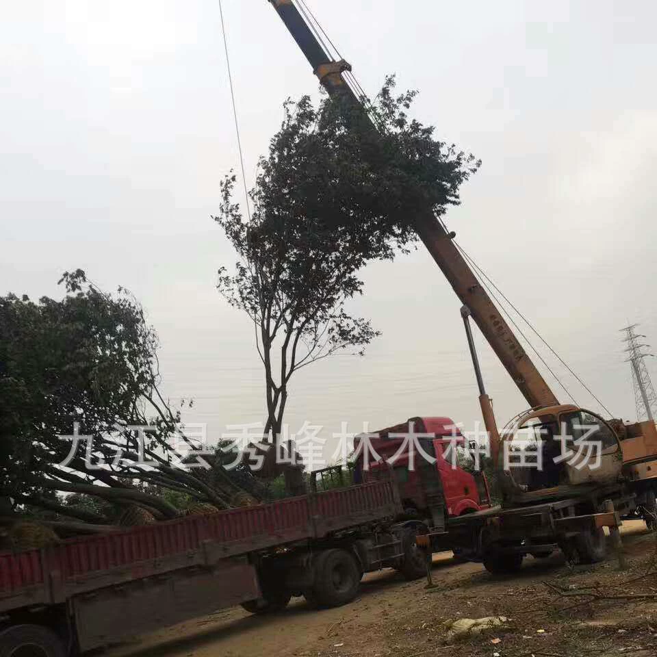 Пуксу Джушу Пуксу высота 60cm - 120cm Пуксу Пуксу 5см Пуксу Пуксу 10см Пуксу Пуксу 15см