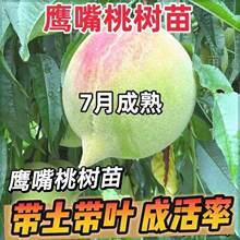 ���ڼ޽��Bƽ�����Ҙ��������ҹ�����ˮ���Ҙ��ϱ����Nֲ�������~