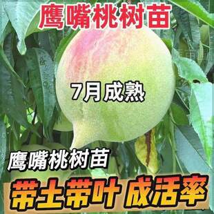 ���ڼ޽��Bƽ�����Ҙ��������ҹ�����ˮ���Ҙ��ϱ����Nֲ�������~