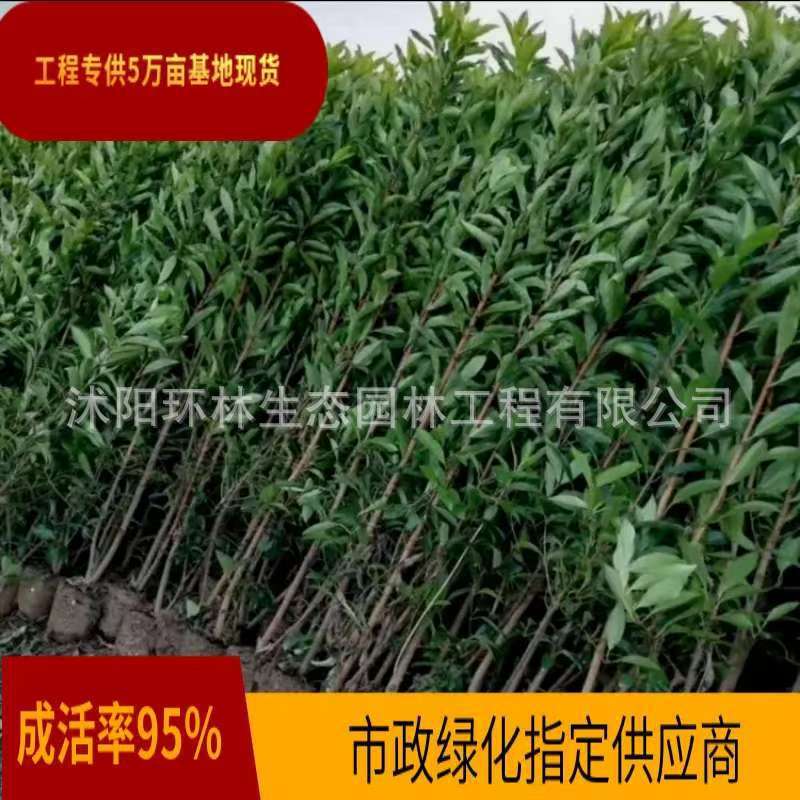 法国冬青绿篱珊瑚树苗常绿耐寒庭院围墙篱笆观叶植物绿化苗木批发