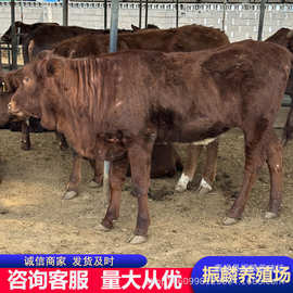 利木赞牛牛犊 改良肉牛犊 鲁西黄牛图片 三元杂交牛