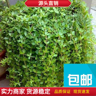 Weeping Grass Seeds, Evergreen Slope Protection Flower Bed, Spider Orchid Seeds, Vegetable Seeds, Easy to Sow, Free Shipping
