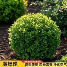 小叶黄杨特大号树苗瓜子黄杨球别墅庭院园林绿化苗木四季长青篱笆