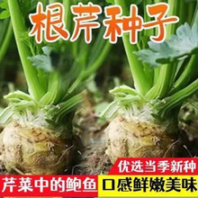 кԸ۲˸۲ͥԺN߲ļNѷNӷNӲ