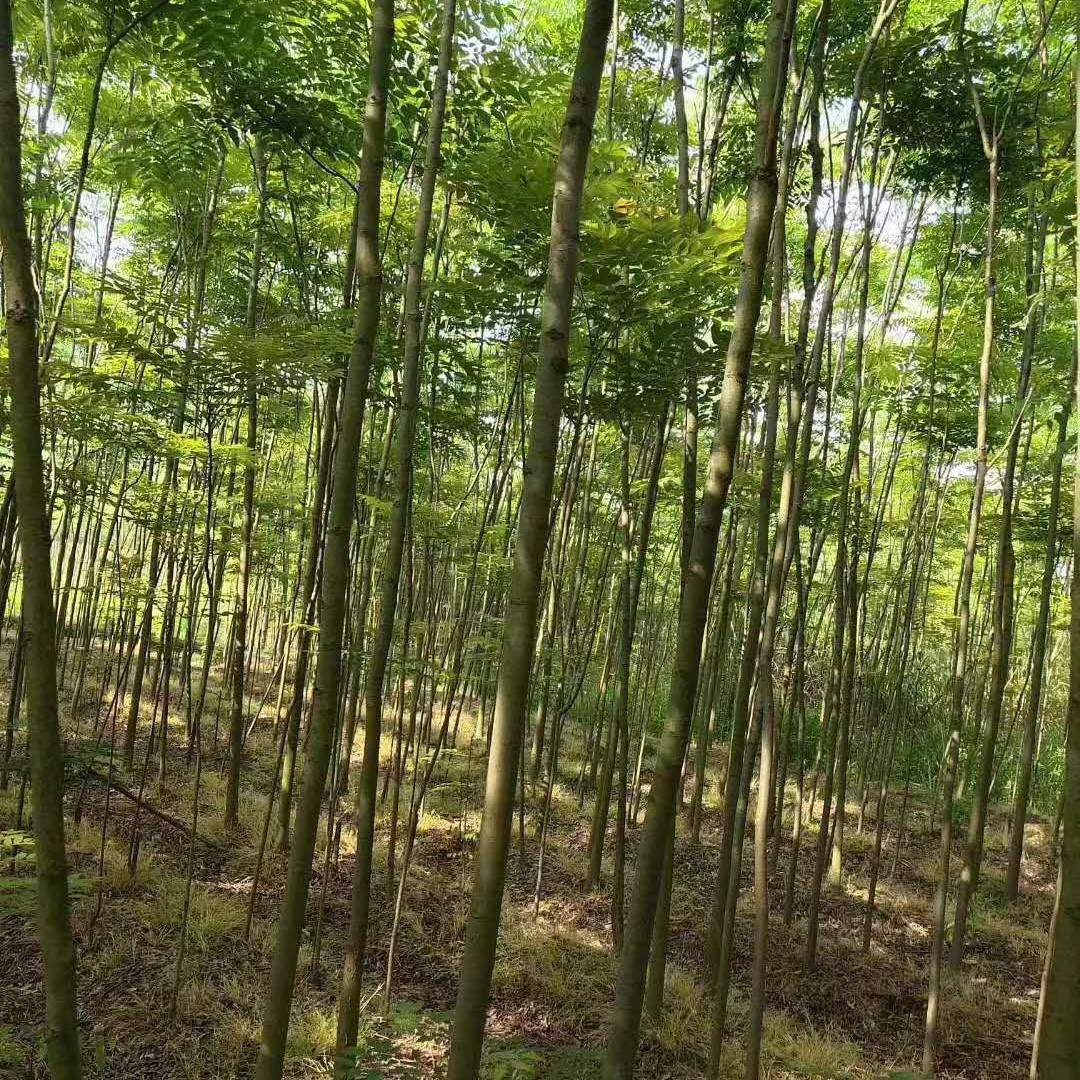 [Самостоятельное производство и продажа] Guangdong Larix, Jiangxi Larix, Zhejiang Larix, Hunan Larix, Huangshan Larix 2cm