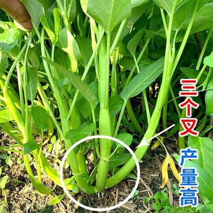 Four Seasons Three-Fork Water Spinach Large-Leaf Seeds for Growing Vegetables in Water, Hydroponic Vegetable Seeds, Hydroponic Water Spinach