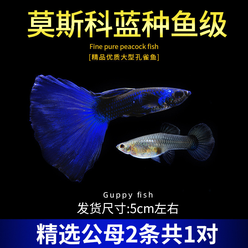 孔雀鱼精品小鱼缸观赏鱼好养耐活热带鱼活鱼天空蓝小型小鱼苗|undefined