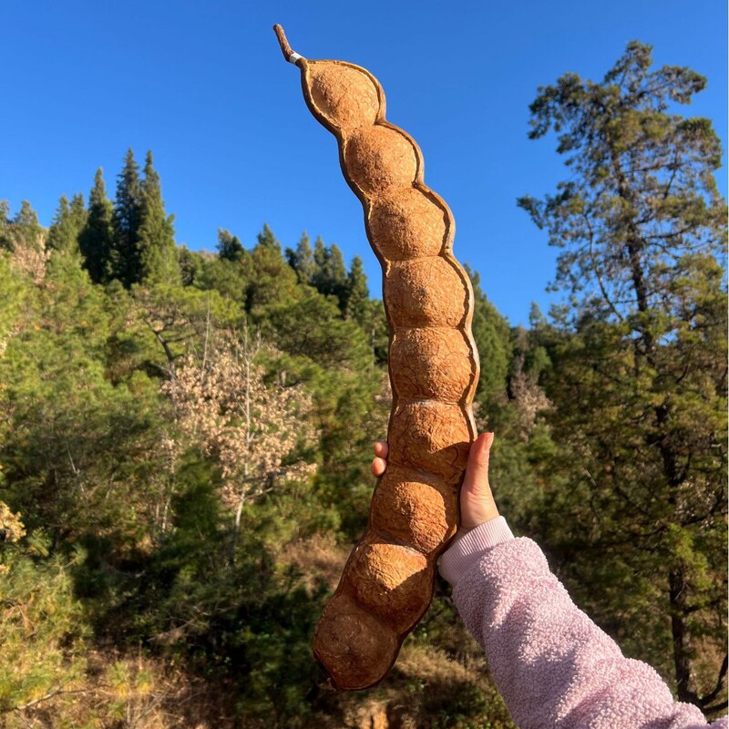 Natural Plant Fruit Specimens from Rattan and Soybean Pods, Dried Branches for Space Decoration, Hanging Dried Flowers, Each Item Is Photographed Individually