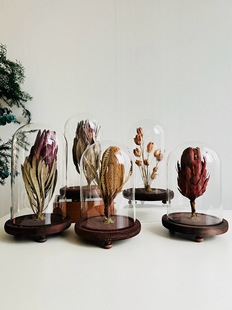 Model Room Light Luxury Plant Specimen Decorations Glass Cover Ornaments Floral Chinese Herbal Medicine Retro Simple Standard Ornaments