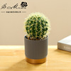 Realistic creative small pot, fashionable industrial decorations, cactus