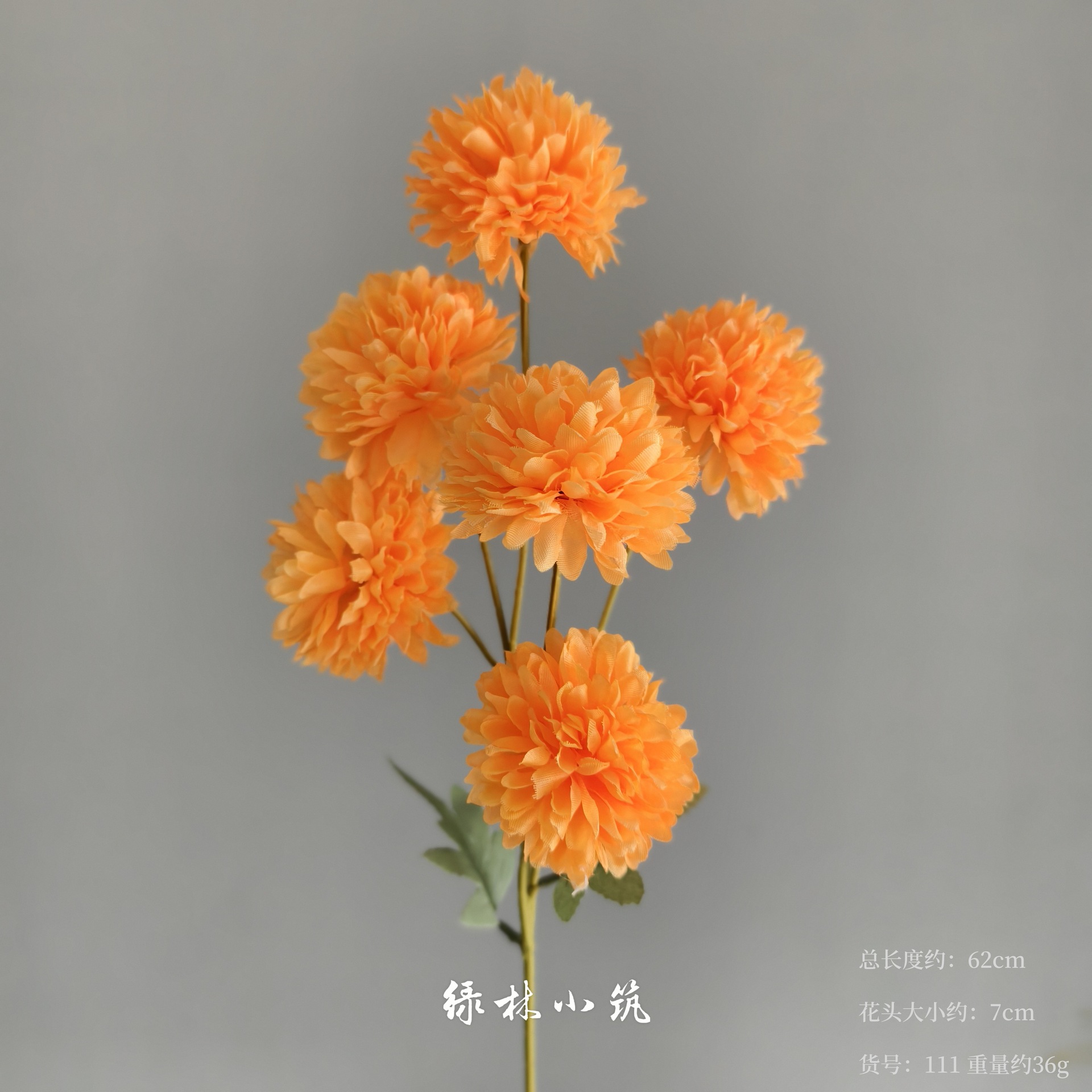 품목번호 111-6등구국화