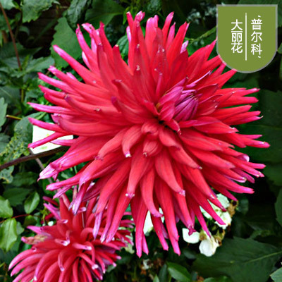 花のダリアの花はボールを植えます。|undefined
