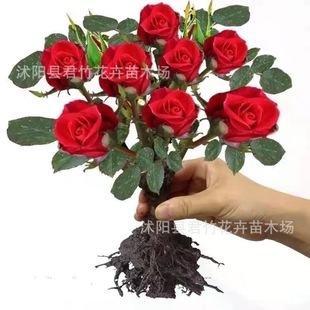 Dropshipping Rose Seedlings, Rose Potted Plants, Extra Large Flower Saplings with Buds, Old Stump Flower Plants, Indoor Flowers