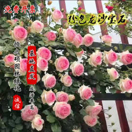 藤本月季花苗奶油龙沙宝石盆栽爬藤多花月季月季拱门拱门蔷薇