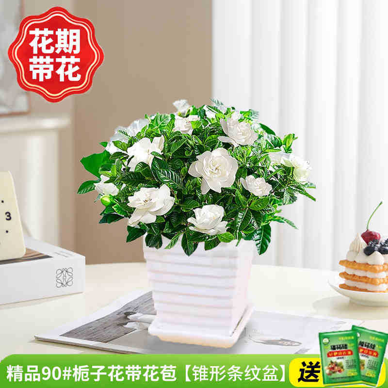 부티크 90#치자나무 개화기(원추형 줄무늬 화분)에 영양액을 공급