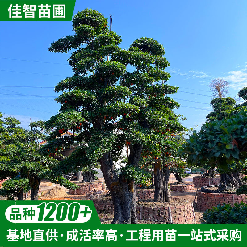 湖南基地 住宅庭院院子别墅造型树45公分金弹子金果子树 现货批发