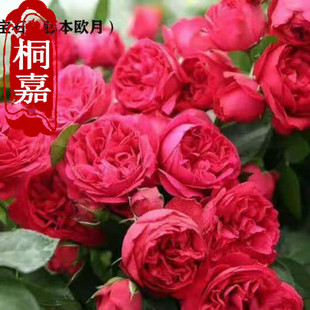 �¼� ���ݻ����Nޱ������������ֲ���̨����õ�廨���ļ��_����