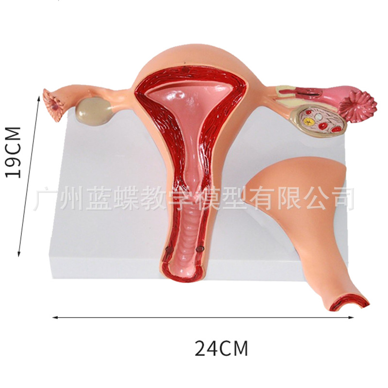 Uterine model Female endogenesis qi Official Reproduction structure Department of gynecology Model Uterus anatomy Model Teach Model