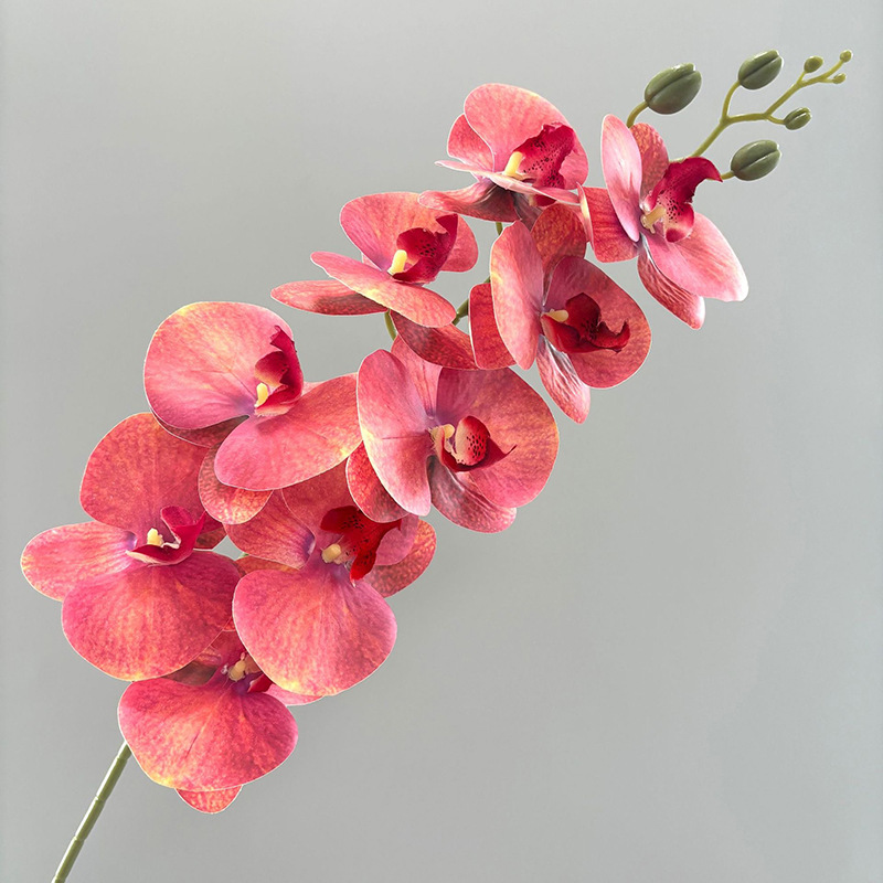 3D 호접란 7두 - 마노 레드