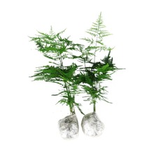 ��������ֲ���҃��k���ҾGֲ���ܺ��B�辰�ļ�ˮ�ఫ����С���̨