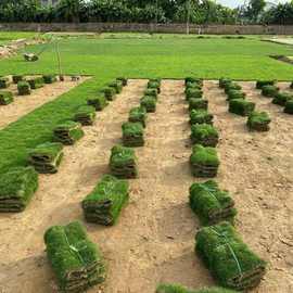 真草坪带土草皮四季青马尼拉果岭草百慕大剪股颖绿化工程别墅庭院