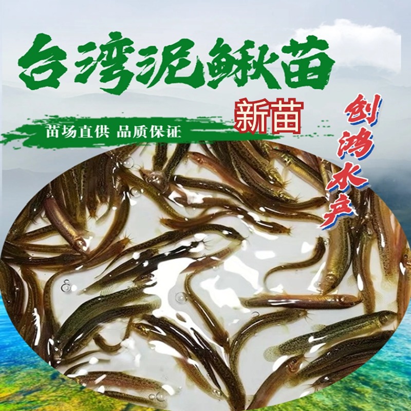 【新苗】台湾泥鳅苗 泥鳅鱼苗 泥鳅水花  养殖包销 稻田养殖